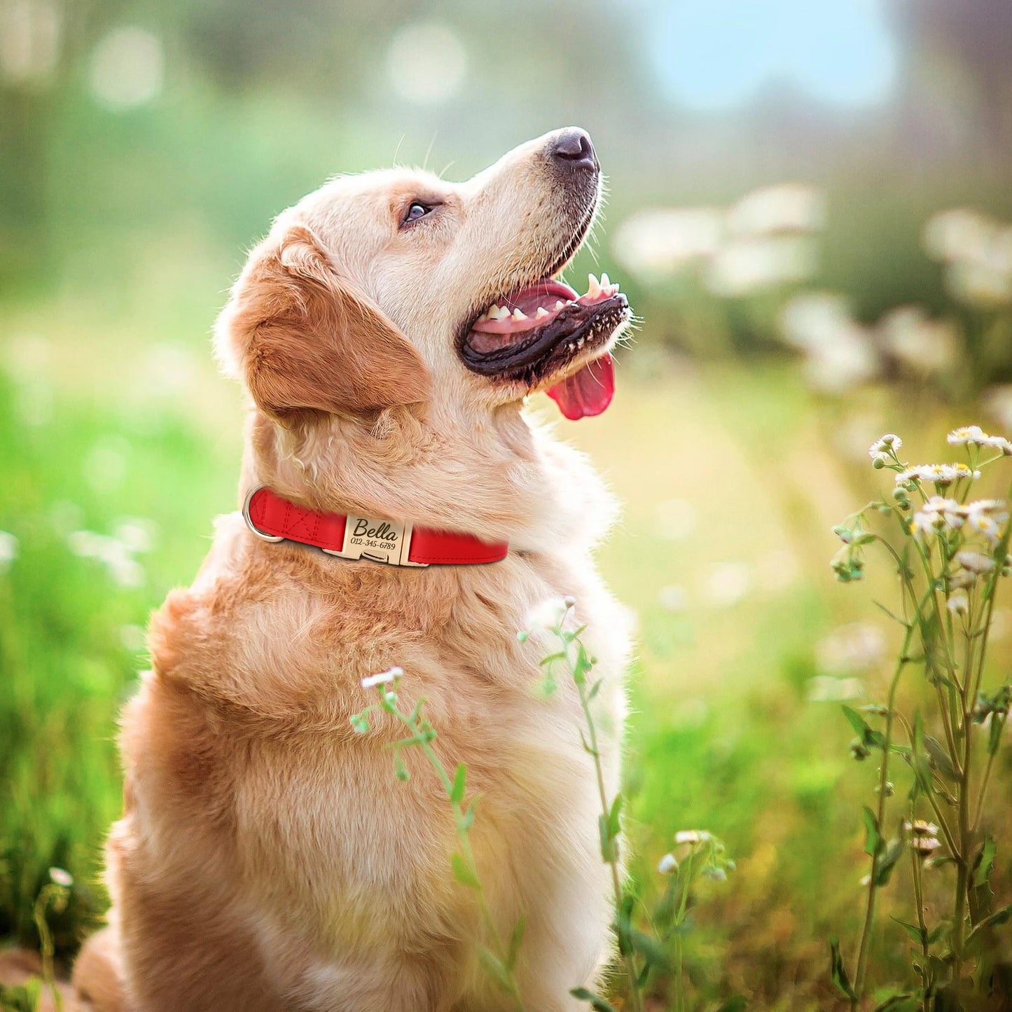 Collier Chien Personnalisé Cuir Gravure Gratuite - Anti-Perte Bulldog Carlin