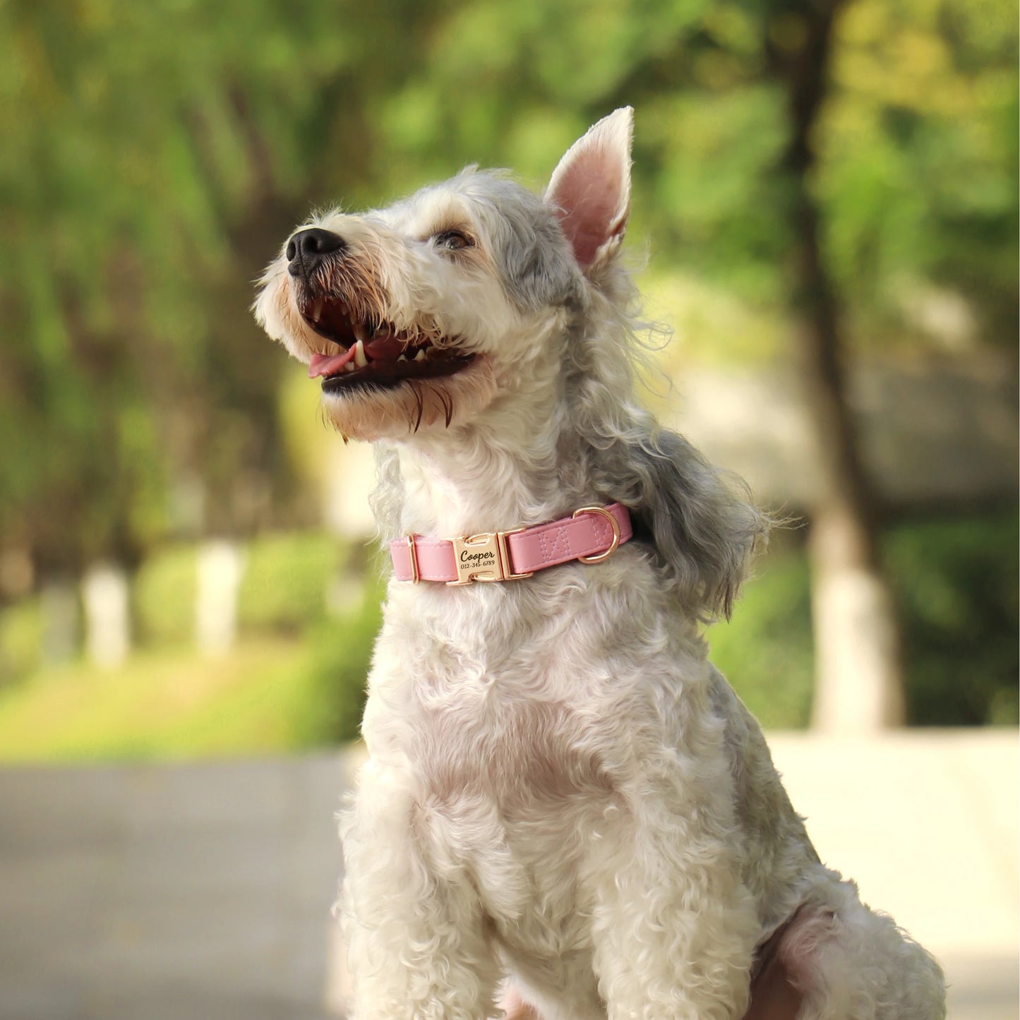 Collier Chien Personnalisé Cuir Gravure Gratuite - Anti-Perte Bulldog Carlin