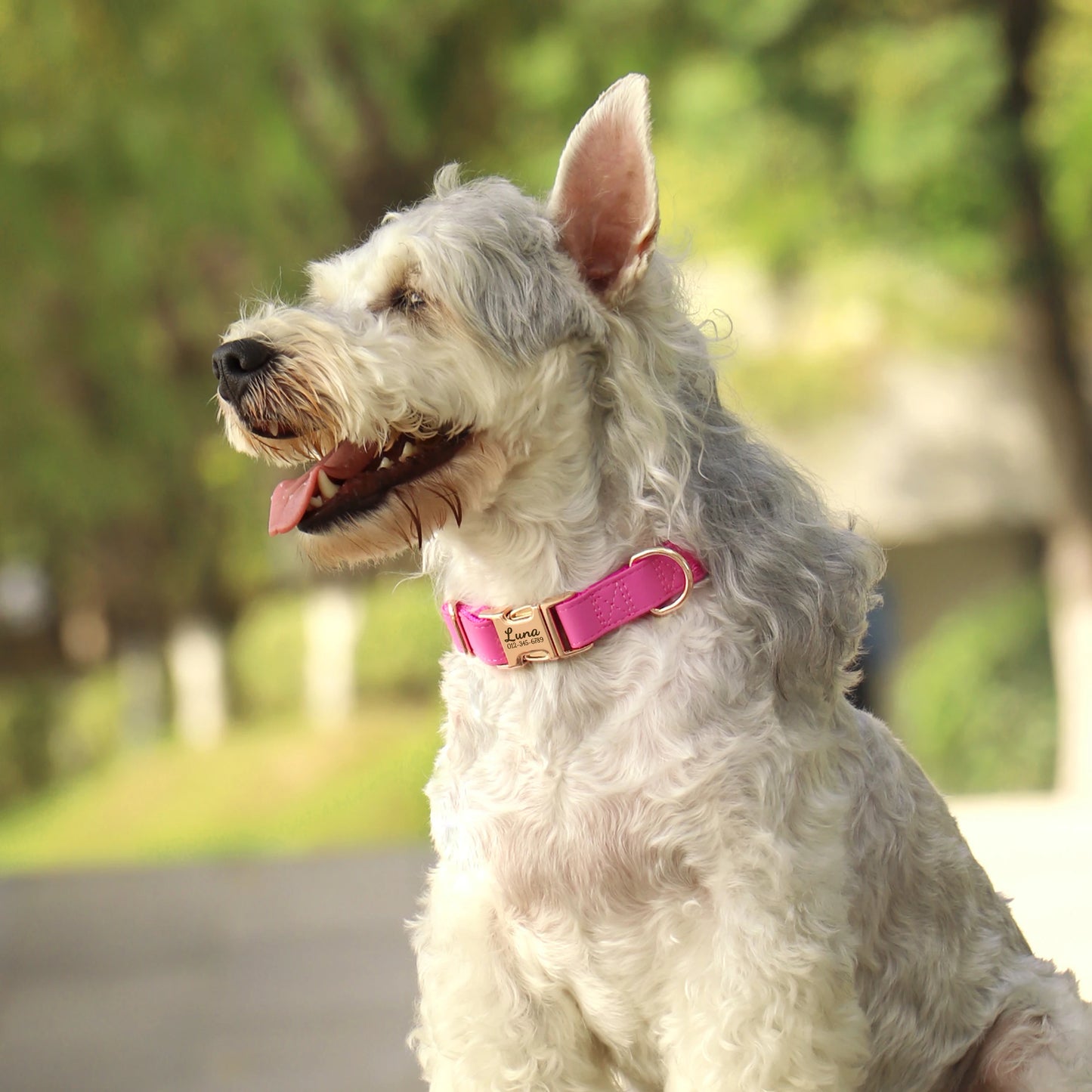 Collier Chien Personnalisé Cuir Gravure Gratuite - Anti-Perte Bulldog Carlin