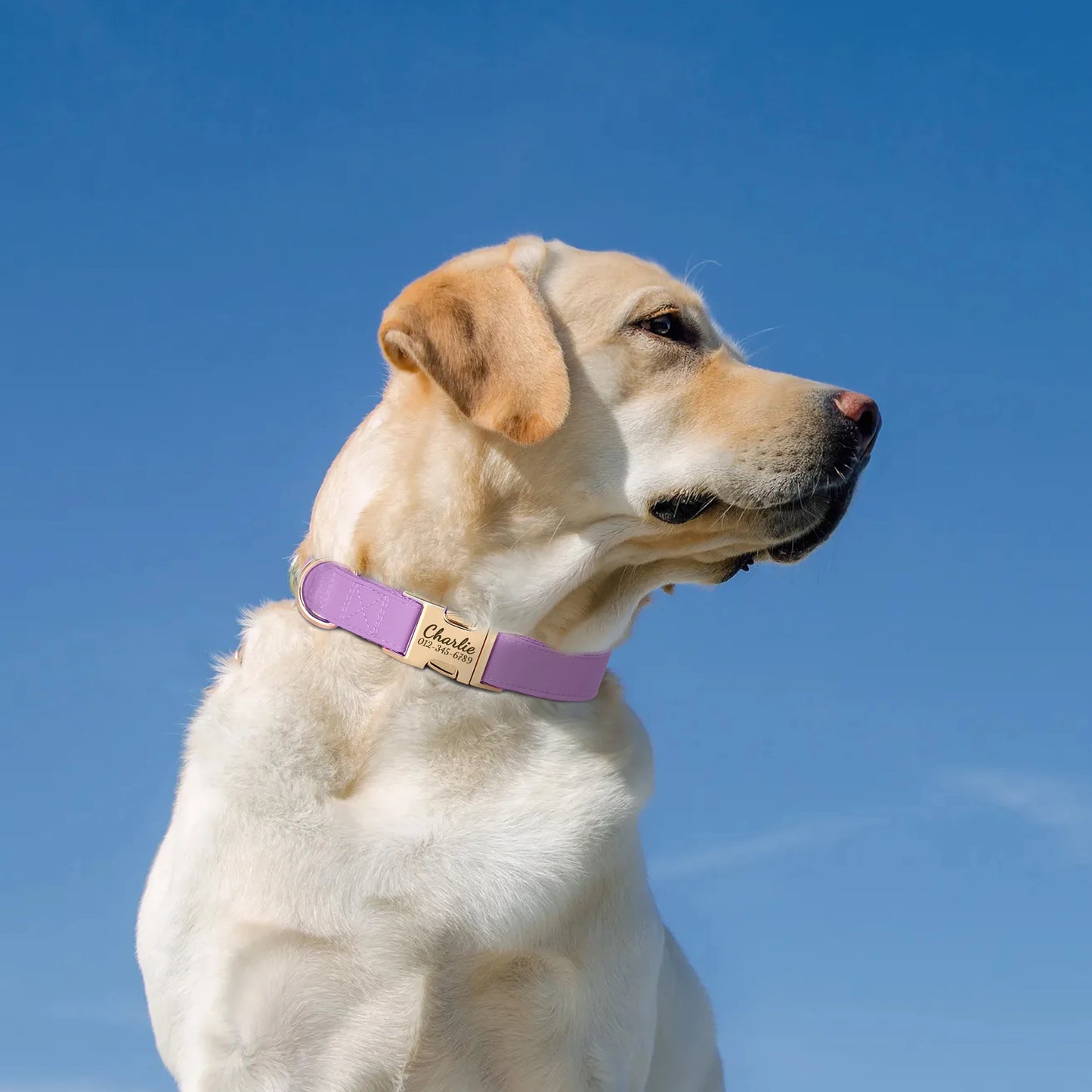 Collier Chien Personnalisé Cuir Gravure Gratuite - Anti-Perte Bulldog Carlin